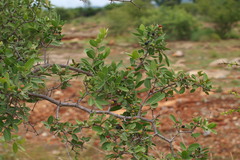 Carissa spinarum